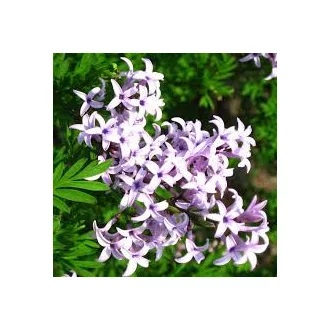 Syringa persica 'Laciniata' - szeldelt levelű perzsa orgona K5 – Díszcserjék