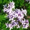 Syringa persica 'Laciniata' - szeldelt levelű perzsa orgona K5 – Díszcserjék