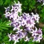 Syringa persica 'Laciniata' - szeldelt levelű perzsa orgona K5 – Díszcserjék