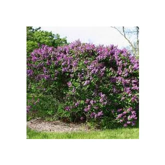Syringa vulgaris - közönséges orgona CS9