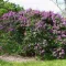 Syringa vulgaris - közönséges orgona CS9