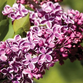 Syringa vulgaris - közönséges orgona K5 – Díszcserjék
