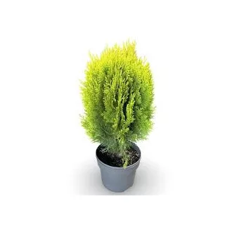 Thuja occidentalis aurea - tuja K5