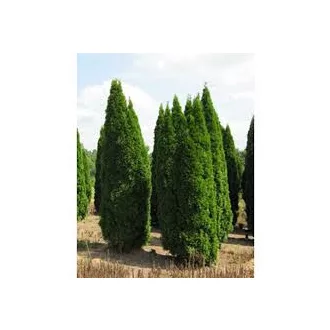 Thuja occidentalis 'Smaragd' - zöld-sárga tuja K5 – Tuják