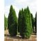 Thuja occidentalis 'Smaragd' - zöld-sárga tuja K5