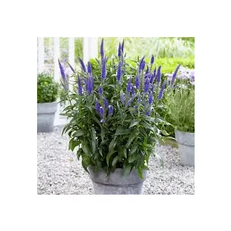 Veronica spicata 'First Glory' - hosszúlevelű veronika K2 – Évelő növények
