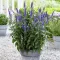 Veronica spicata 'First Glory' - hosszúlevelű veronika K2 – Évelő növények