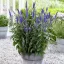 Veronica spicata 'First Glory' - hosszúlevelű veronika K2 – Évelő növények