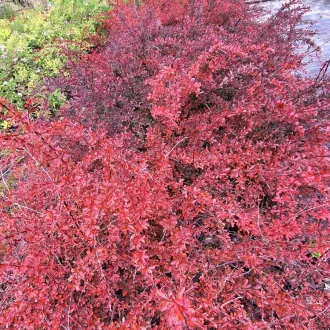   Berberis thunbergii 'Red Chief' - bordó japán vérborbolya 100-150 cm K3