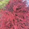 Berberis thunbergii 'Red Chief' - bordó japán vérborbolya 100-150 cm K3