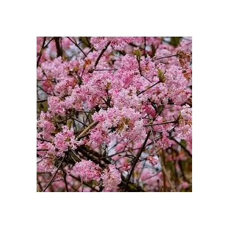 Viburnum bodnantense - kikeleti bangita K3 – Díszcserjék