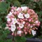 Viburnum burkwoodii - tavaszi bangita CS9