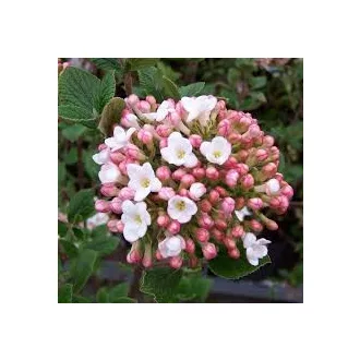 Viburnum burkwoodii - tavaszi bangita K3 – Díszcserjék