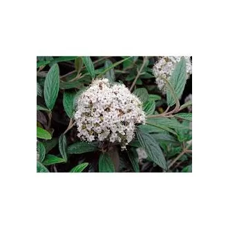 Viburnum pragense - prágai bangita K3