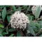 Viburnum pragense - prágai bangita K3