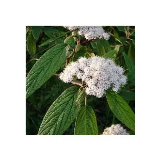 Viburnum rythidophillum - ráncoslevelű bangita K3 – Díszcserjék