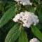 Viburnum rythidophillum - ráncoslevelű bangita K3 – Díszcserjék