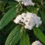 Viburnum rythidophillum - ráncoslevelű bangita K3 – Díszcserjék