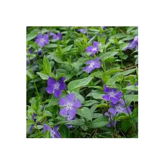 Vinca major  - nagy meténg CS9