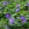 Vinca major  - nagy meténg CS9