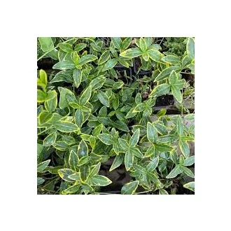 Vinca minor (zöld) - kis meténg  CS9