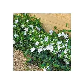 Vinca minor 'Alba' - kis meténg  CS9