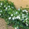 Vinca minor 'Alba' - kis meténg fehér virág K2