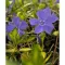 Vinca minor Illumination - sárga-zöld kis meténg (lila virág) K2