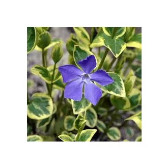 Vinca minor variegata - tarka kis meténg  K2