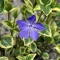 Vinca minor variegata - tarka kis meténg  K2