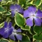 Vinca minor variegata 'Blue and Gold' - tarka kis meténg  CS9