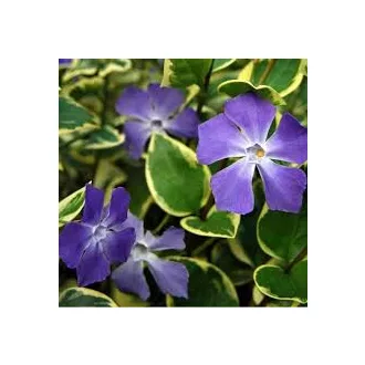   Vinca minor variegata 'Blue and Gold' - tarka kis meténg  K2