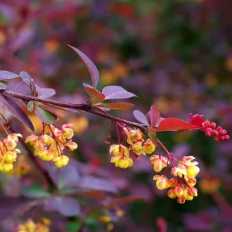 Berberis x ottawnsis 'Suberba' - vérborbolya K5 – Sövénynövények