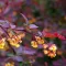 Berberis x ottawnsis 'Suberba' - vérborbolya K5