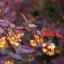 Berberis x ottawnsis 'Suberba' - vérborbolya K5 – Sövénynövények