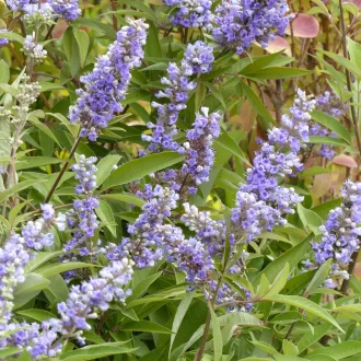 Vitex agnus castus - illatos barátcserje K5 – Évelő növények