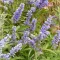 Vitex agnus castus - illatos barátcserje K5 – Évelő növények