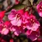 Weigela 'Alexandra' - bordólevelű törpe rózsalonc K5 – Díszcserjék
