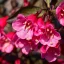 Weigela 'Alexandra' - bordólevelű törpe rózsalonc K5 – Díszcserjék