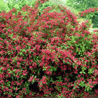 Weigela 'Bristol Ruby' - piros virágú rózsalonc K3 – Díszcserjék