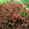 Weigela 'Bristol Ruby' - piros virágú rózsalonc K3 – Díszcserjék