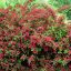 Weigela 'Bristol Ruby' - piros virágú rózsalonc K3 – Díszcserjék