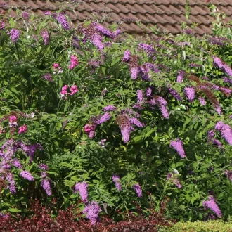 Buddleja davidii 'Border Beauty' - magenta virágú, 1,5-2m – orgona K3 – Díszcserjék