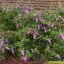 Buddleja davidii 'Border Beauty' - magenta virágú, 1,5-2m – orgona K3 – Díszcserjék