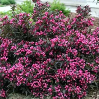 Weigela florida 'Nana Purpurea' - törpe vöröslevelű rózsalonc K2 – Díszcserjék