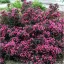 Weigela florida 'Nana Purpurea' - törpe vöröslevelű rózsalonc K3 – Díszcserjék