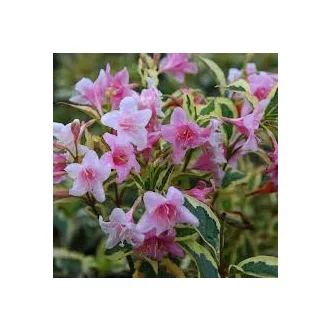   Weigela florida 'Nana Variegata' - törpe tarka levelű rózsalonc K2