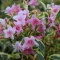 Weigela florida 'Nana Variegata' - törpe tarka levelű rózsalonc K2