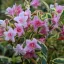 Weigela florida 'Nana Variegata' - törpe tarka levelű rózsalonc K3 – Díszcserjék