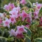 Weigela florida 'Nana Variegata' - törpe tarka levelű rózsalonc K5 – Díszcserjék